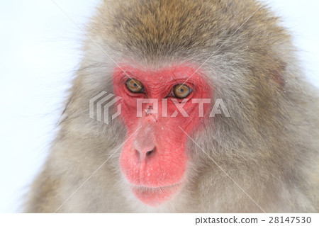 Japanese macaques 28147530