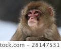 Japanese macaques 28147531