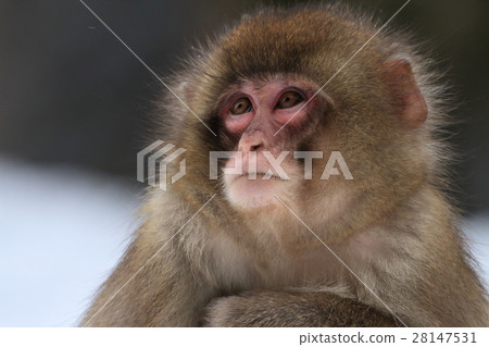 Japanese macaques 28147531