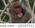 Japanese macaques 28147532