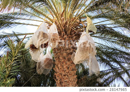 Closeup of colourful dates Closeup of colourful dates 28147985