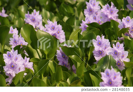 Water hyacinth Water hyacinth 28148035