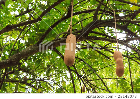 Sausage tree fruit 28148078