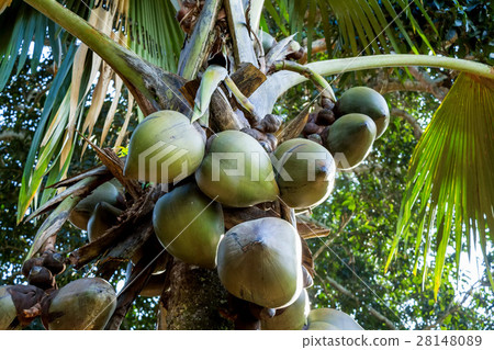 Sea coconut palm trees Sea coconut palm trees 28148089