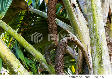 Sea coconut palm trees 28148090