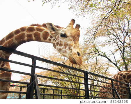 Giraffe Giraffe 28148368