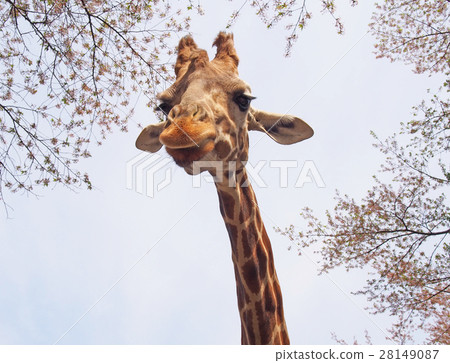 Giraffe 28149087