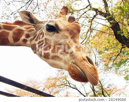 Giraffe Giraffe 28149088