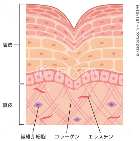 皺紋皮膚的結構橫截面 皺紋皮膚的結構橫截面 28149144