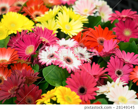 雛菊 雛菊 28149145