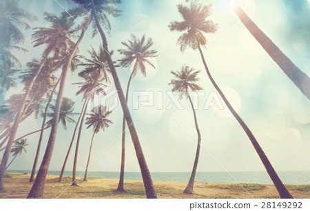 Tropical beach Tropical beach 28149292