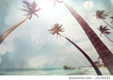 Tropical beach Tropical beach 28149293