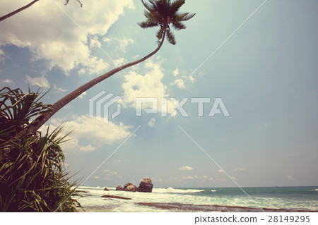 Tropical beach Tropical beach 28149295