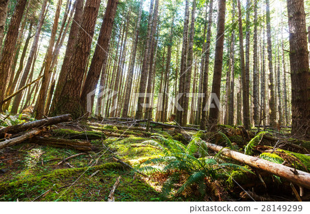 Vancouver forest Vancouver forest 28149299