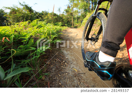 cyclist legs riding mountain bike on forest trail 28149337