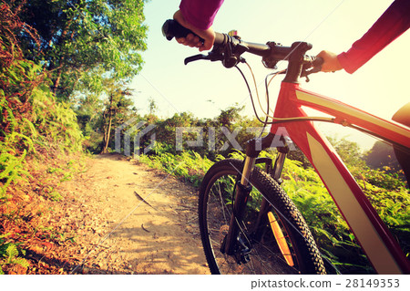 cyclist hands riding mountain bike on forest trail 28149353