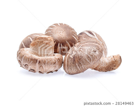 Shiitake Mushrooms on white background 28149463