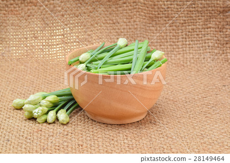 Chinese chives 28149464