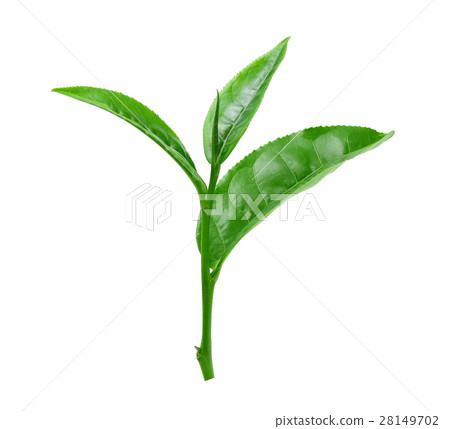 green tea leaf isolated on white 28149702