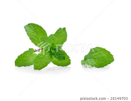 Fresh mint leaves isolated on white background 28149703