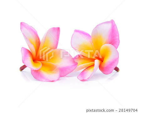 frangipani flower isolated on white background 28149704
