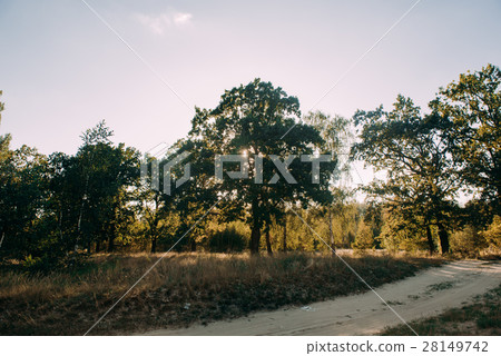 Nature Wood Sunlight Background. 28149742