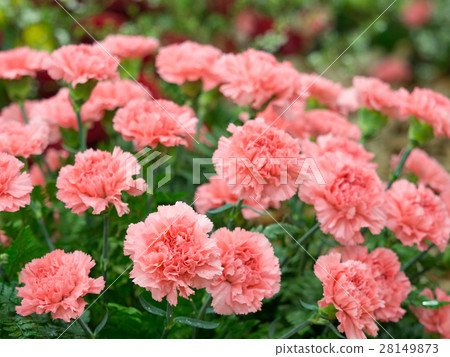 Carnation Carnation 28149873