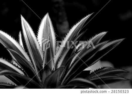 Close up of Bromeliad plants in black and white 28150323