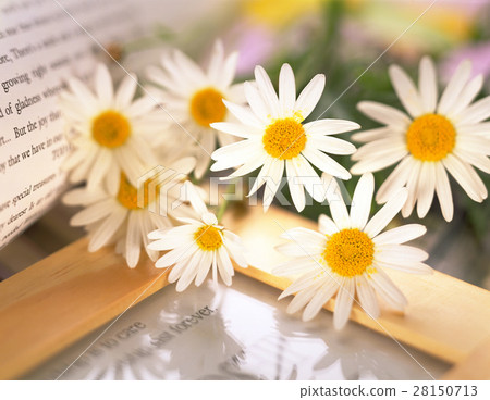 瑪格麗花 28150713