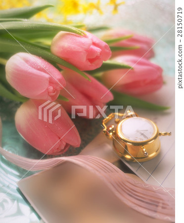 Tulip flower 28150719