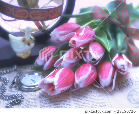 Tulip flower 28150720