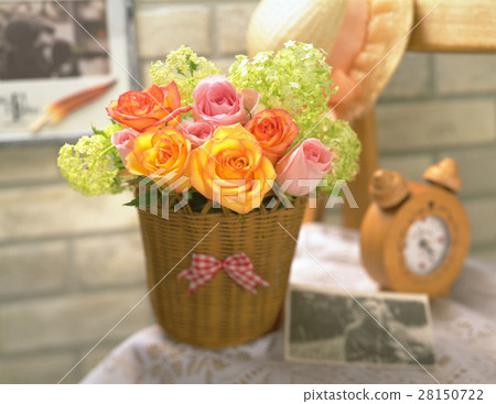 Rose, morning light 28150722