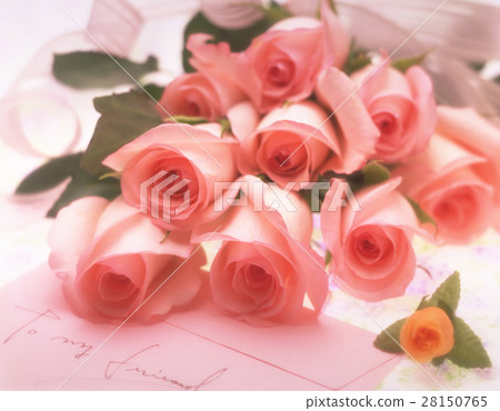 Rose, morning light Rose, morning light 28150765