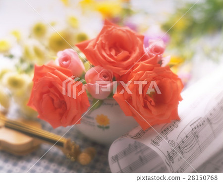 Rose, morning light 28150768