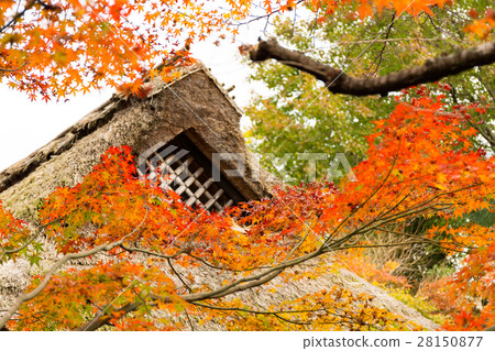 Midori - Autumn leaves 28150877