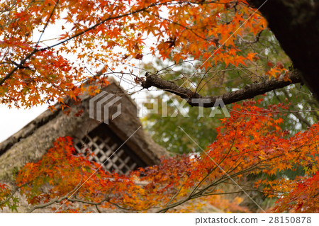Midori - Autumn leaves Midori - Autumn leaves 28150878