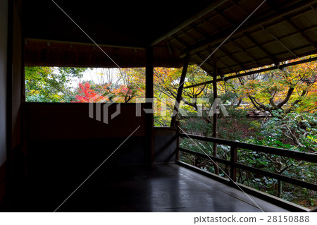 Midori - Autumn leaves Midori - Autumn leaves 28150888