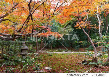 Midori - Autumn leaves 28150889