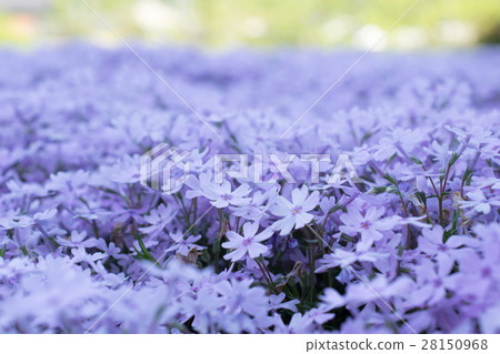 紫色櫻花特寫鏡頭 紫色櫻花特寫鏡頭 28150968
