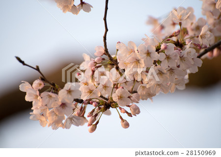 開花在早晨太陽的櫻桃 開花在早晨太陽的櫻桃 28150969