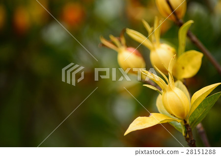 Gardenia fruit Gardenia fruit 28151288