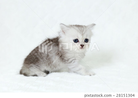 Minuet kitty cat 28151304