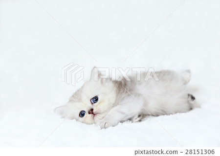 小步舞貓咪貓 28151306