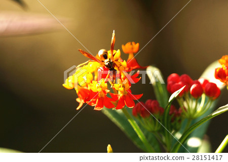 Yellow long bee Yellow long bee 28151417