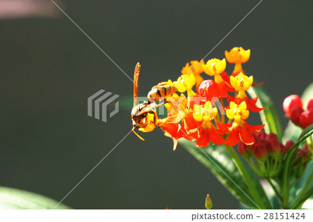 黃長腳蜂 28151424