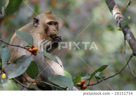 monkey eat food on tree in thailand monkey eat food on tree in thailand 28151734