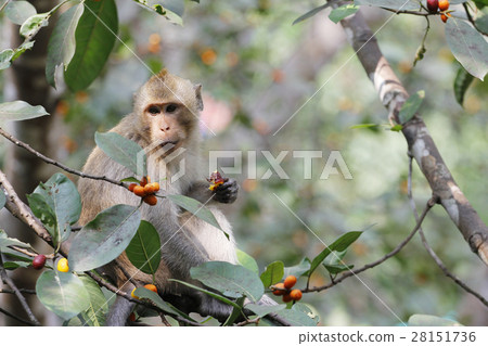 monkey eat food on tree in thailand 28151736