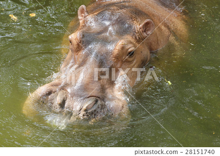 close up hippopotamus close up hippopotamus 28151740