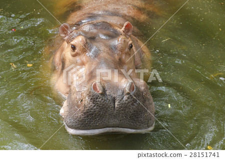 close up hippopotamus close up hippopotamus 28151741