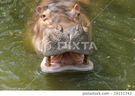 close up hippopotamus close up hippopotamus 28151742
